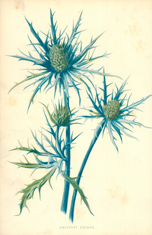 Eryngo amatista de Frederick Edward Hulme