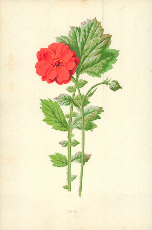 Avens de Frederick Edward Hulme
