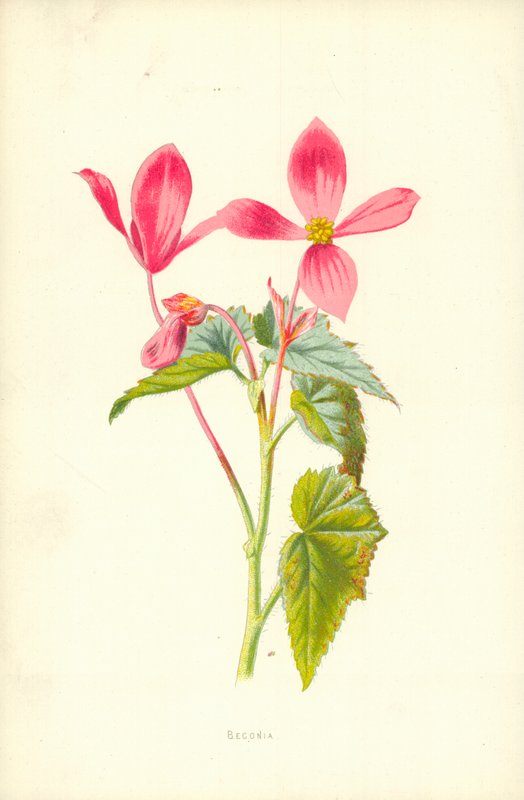 Begonia de Frederick Edward Hulme
