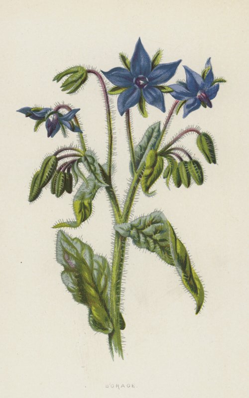 Borraja de Frederick Edward Hulme