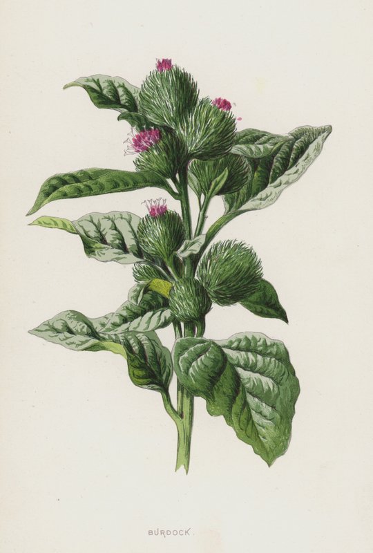 Bardana de Frederick Edward Hulme