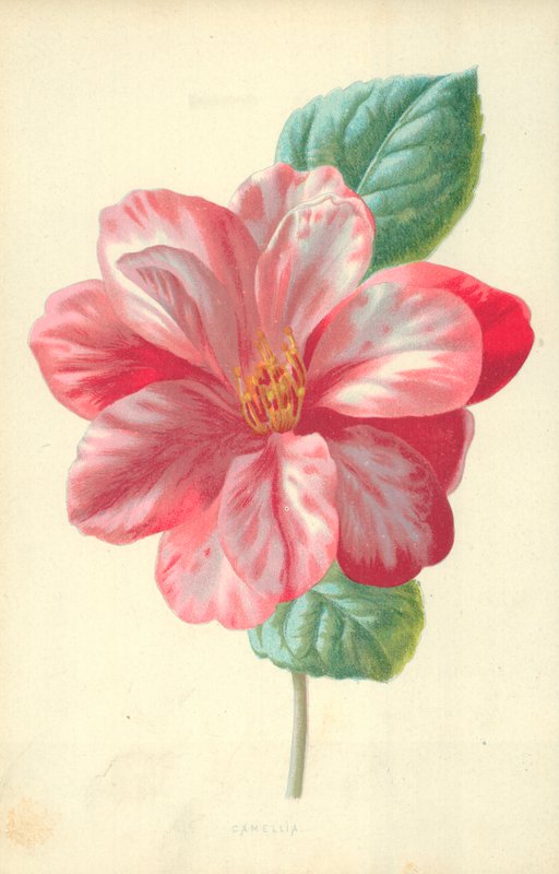 Camellia de Frederick Edward Hulme