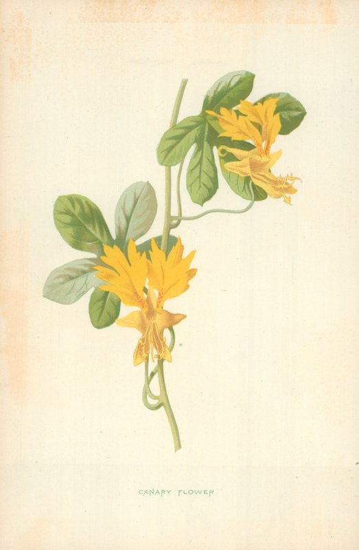 Flor de Canario de Frederick Edward Hulme