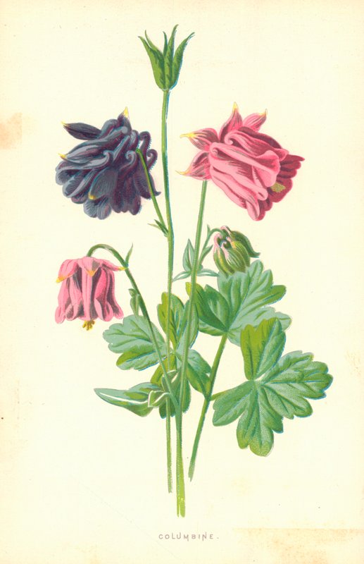 Columbina de Frederick Edward Hulme