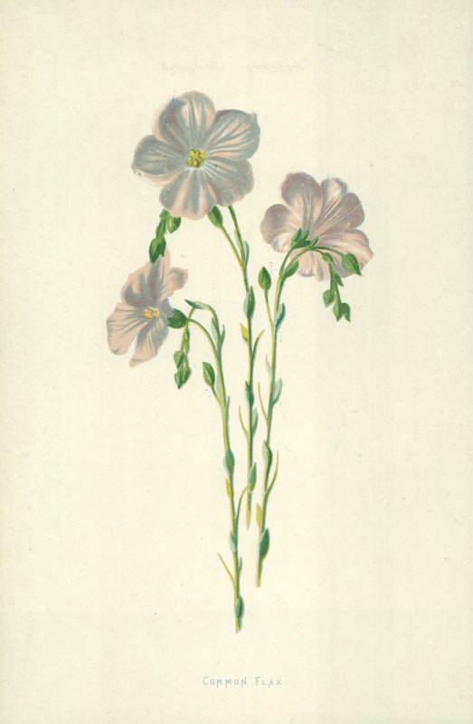 Lino común de Frederick Edward Hulme