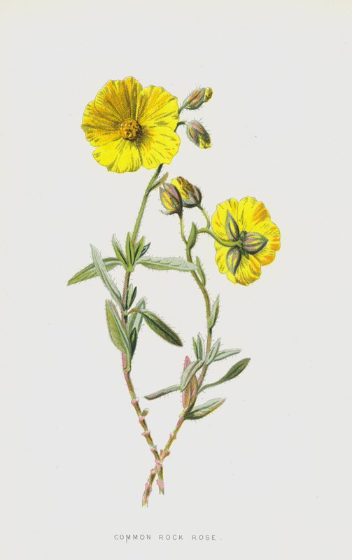 Rosa de Roca Común de Frederick Edward Hulme