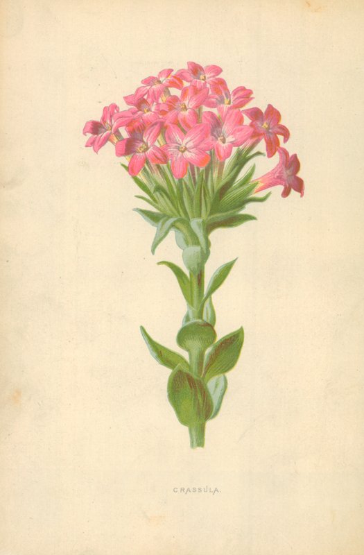 Crassula de Frederick Edward Hulme