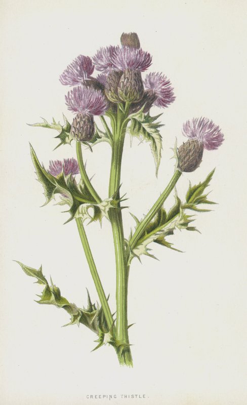 Cardo Rastrero de Frederick Edward Hulme