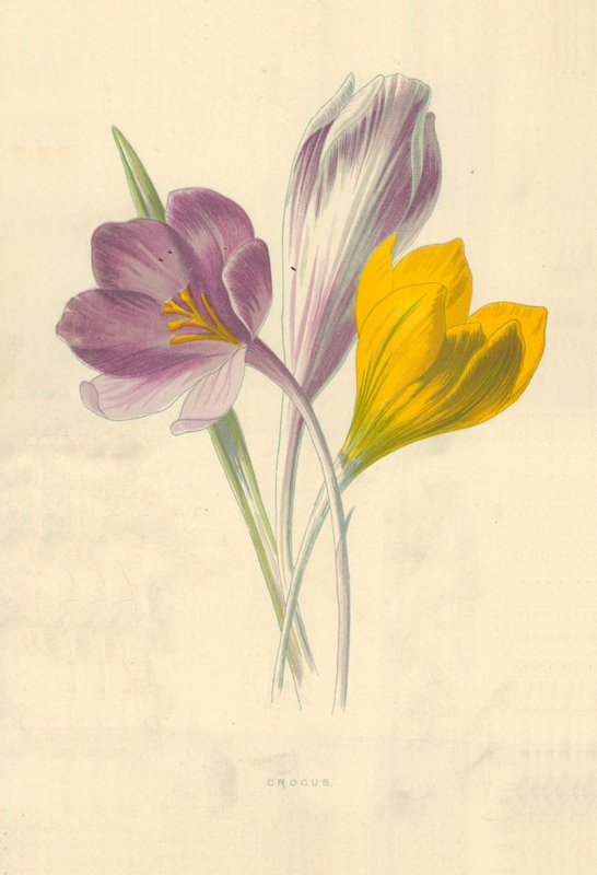 Azafrán de Frederick Edward Hulme