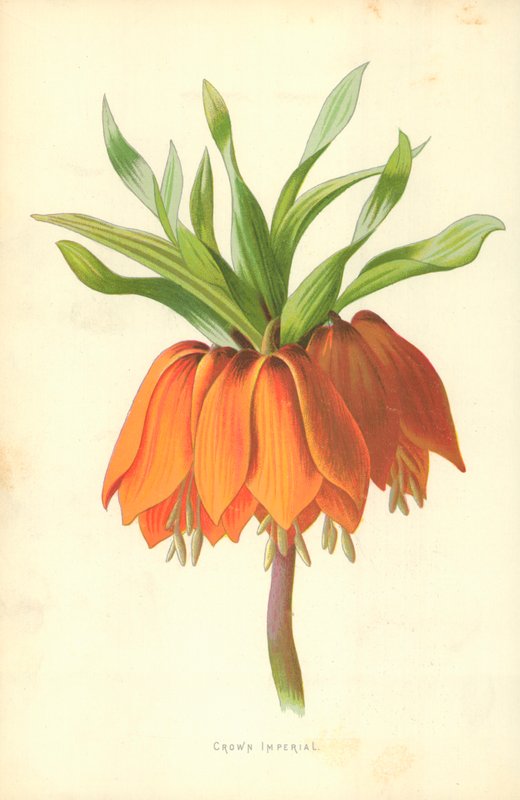 Corona imperial de Frederick Edward Hulme