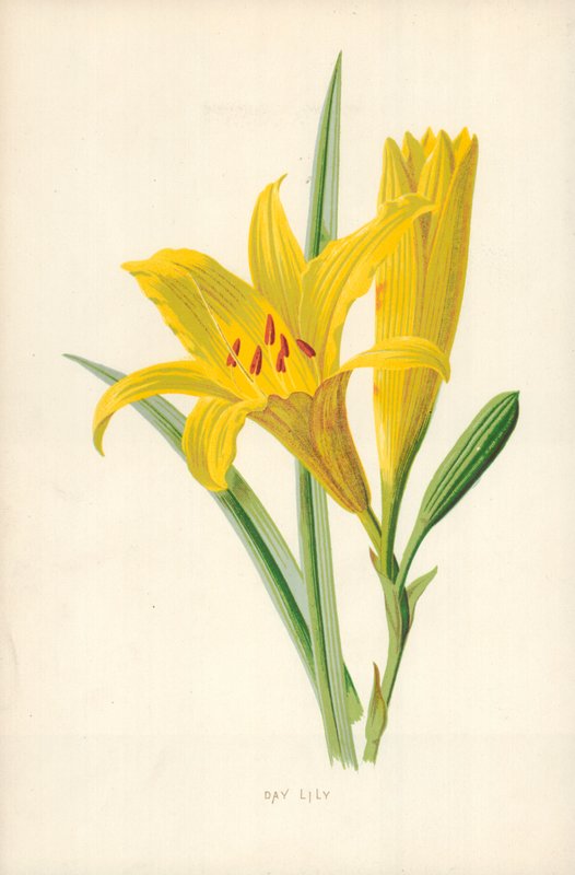 Lirio de día de Frederick Edward Hulme