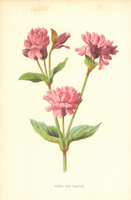 Silene Doble Roja de Frederick Edward Hulme