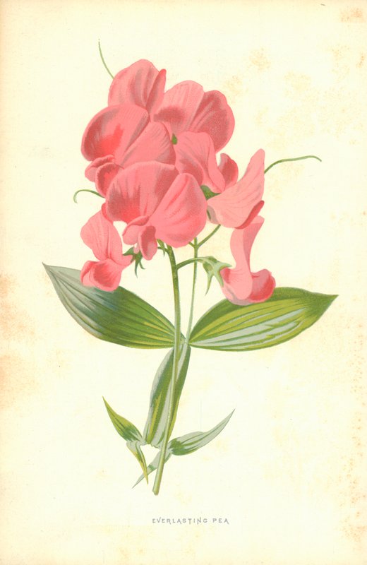 Guisante Perpetuo de Frederick Edward Hulme
