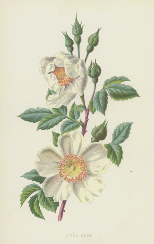 Rosa de campo de Frederick Edward Hulme