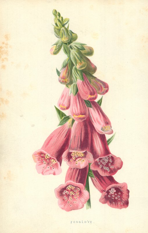 Dedalera de Frederick Edward Hulme