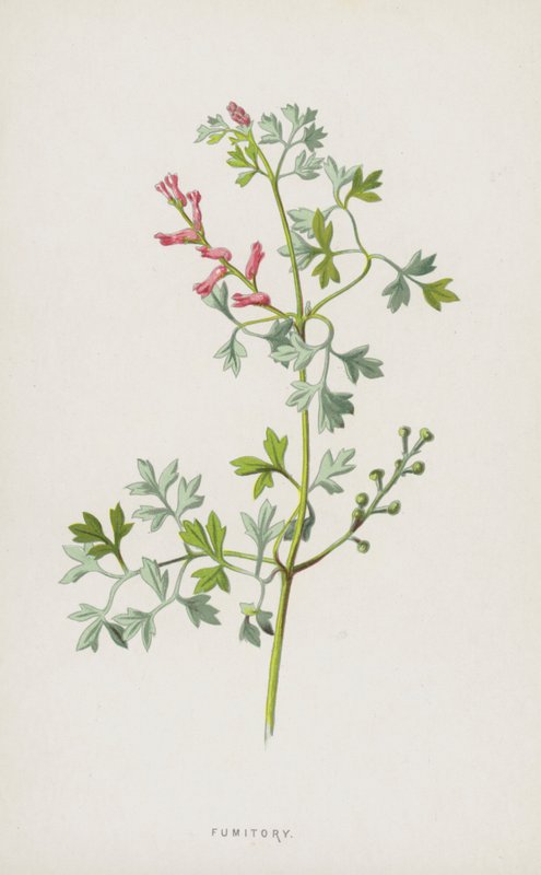 Fumaria de Frederick Edward Hulme