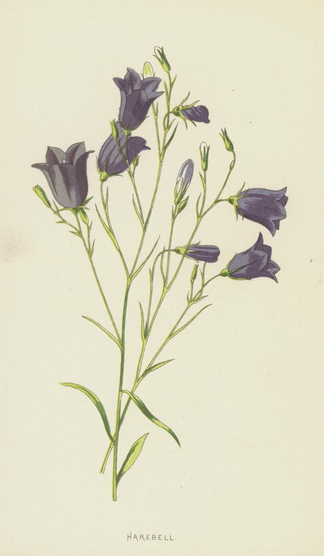 Campanilla de Frederick Edward Hulme