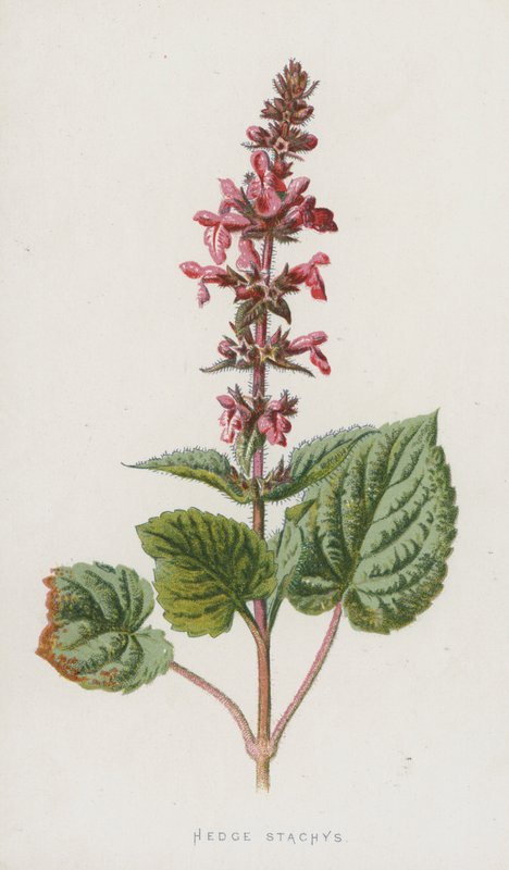 Stachys de Seto de Frederick Edward Hulme