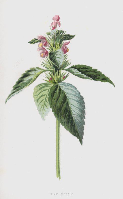 Ortiga de cáñamo de Frederick Edward Hulme