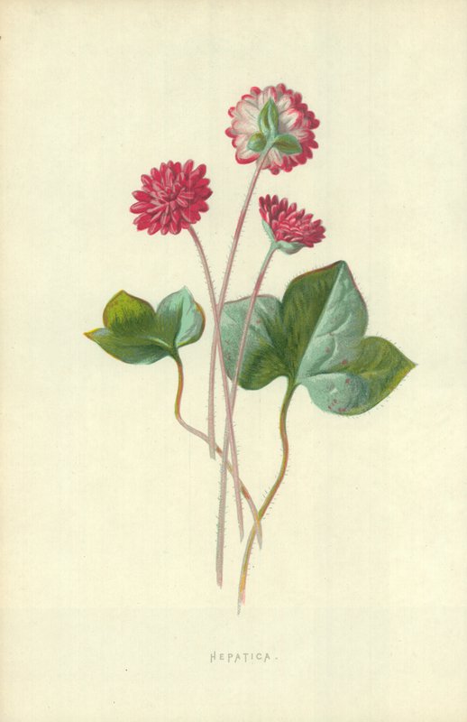 Hepatica de Frederick Edward Hulme