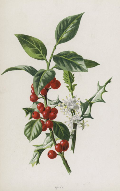 Acebo de Frederick Edward Hulme