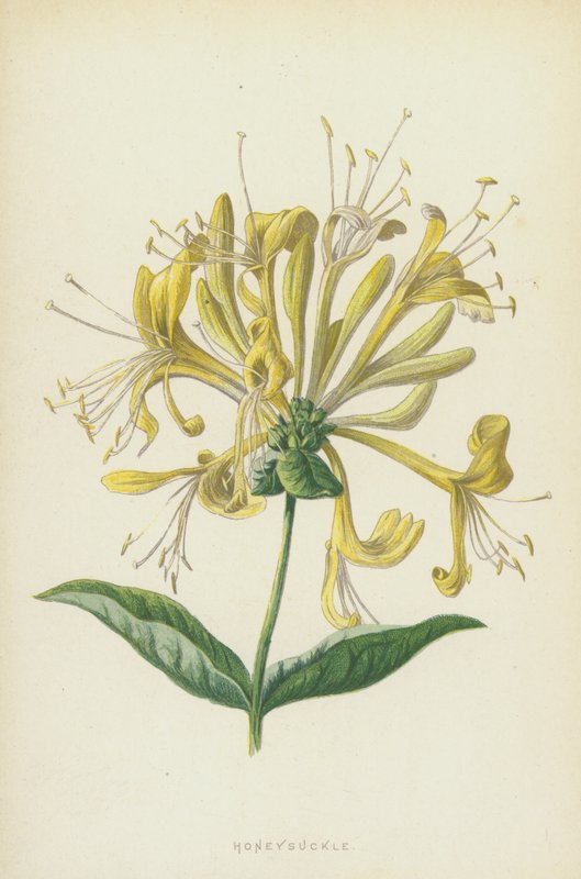 Madreselva de Frederick Edward Hulme