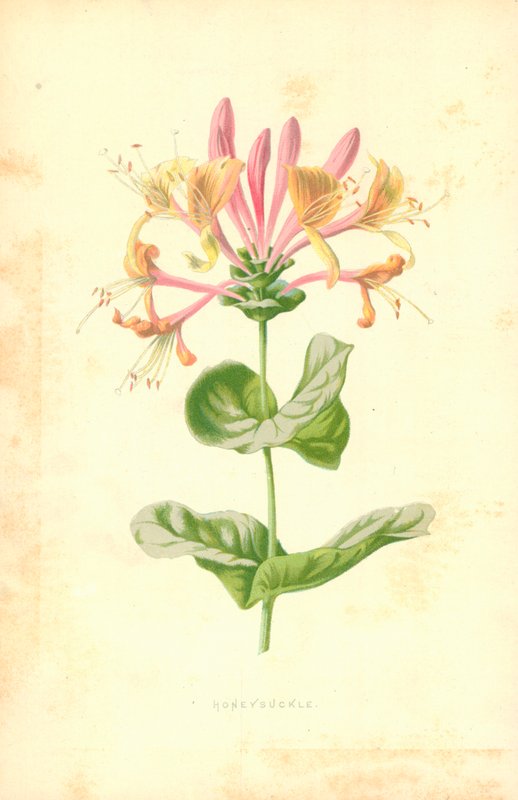 Madreselva de Frederick Edward Hulme