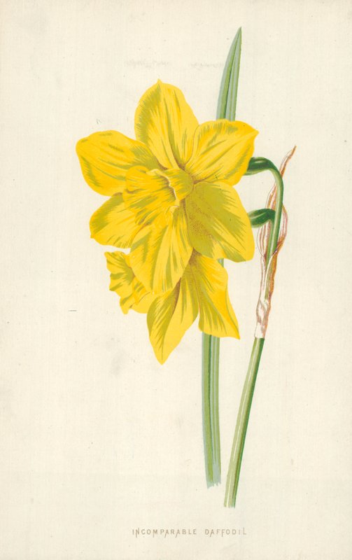 Narciso Incomparable de Frederick Edward Hulme