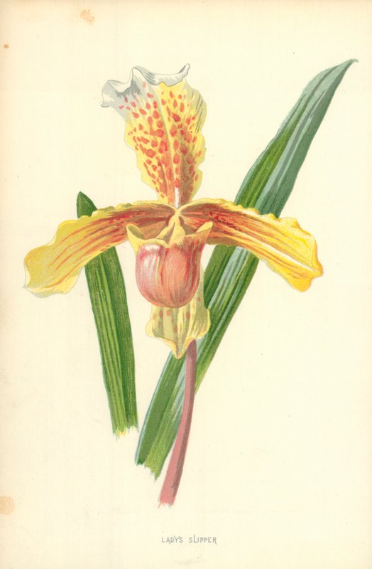 Zapatilla de dama de Frederick Edward Hulme