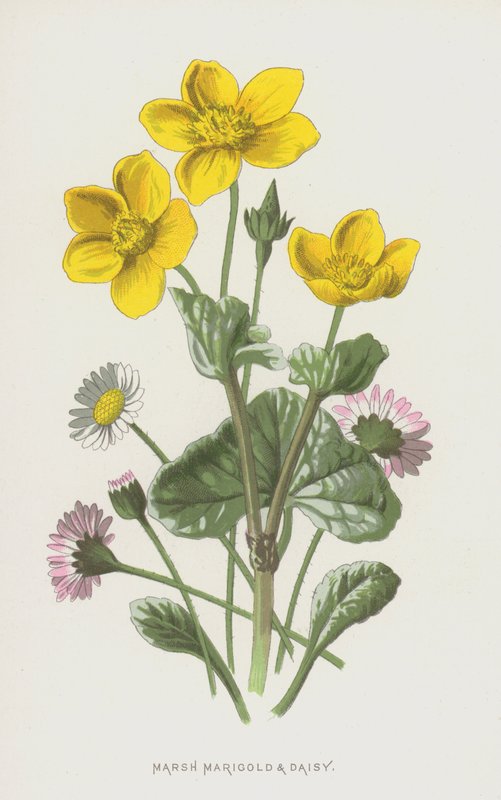 Caléndula de pantano y margarita de Frederick Edward Hulme