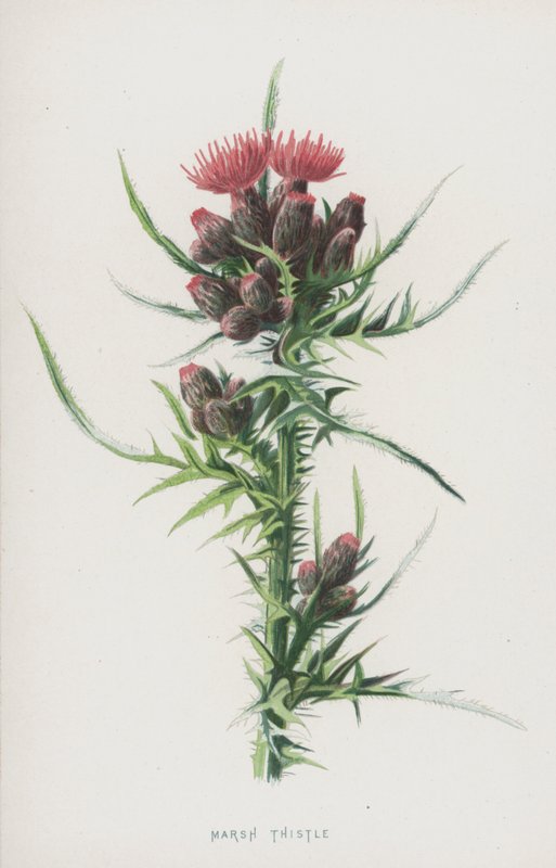 Cardo de pantano de Frederick Edward Hulme