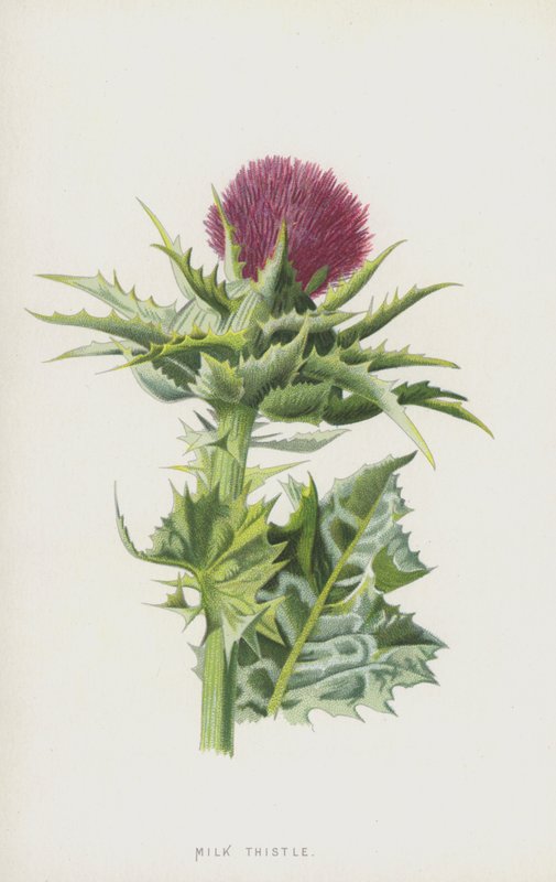Cardo mariano de Frederick Edward Hulme