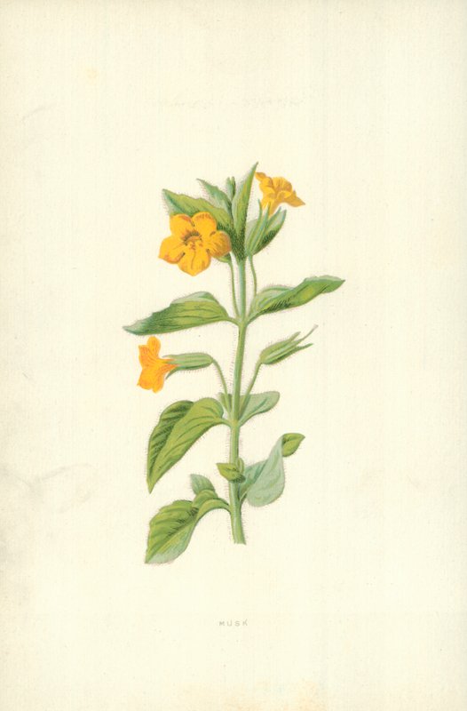 Almizcle de Frederick Edward Hulme