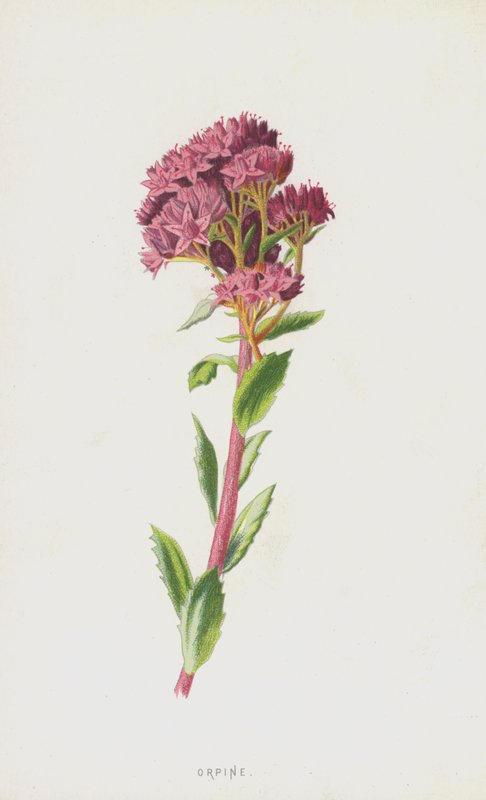 Orpina de Frederick Edward Hulme
