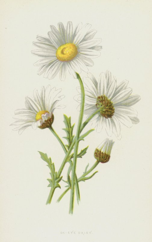 Margarita de ojo de buey de Frederick Edward Hulme