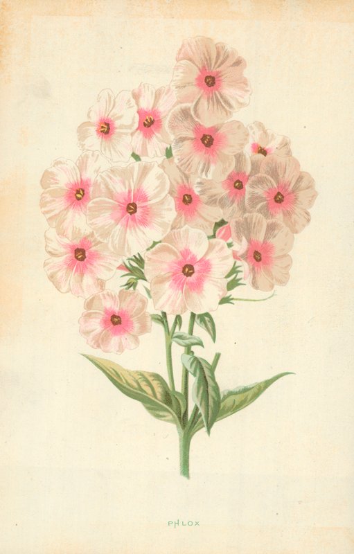 Flores de phlox de Frederick Edward Hulme