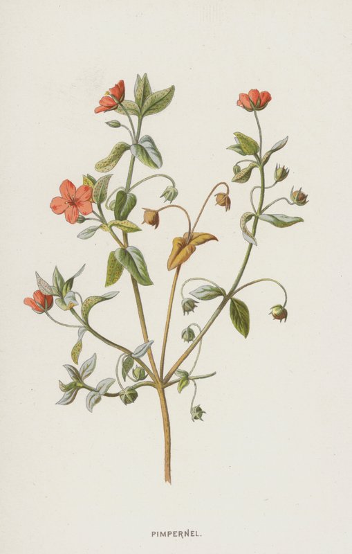 Pimpinela de Frederick Edward Hulme