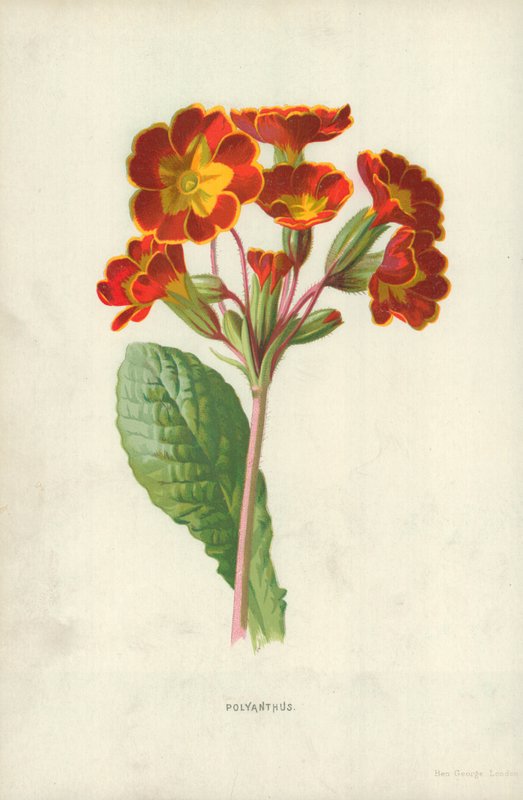 Poliantos de Frederick Edward Hulme