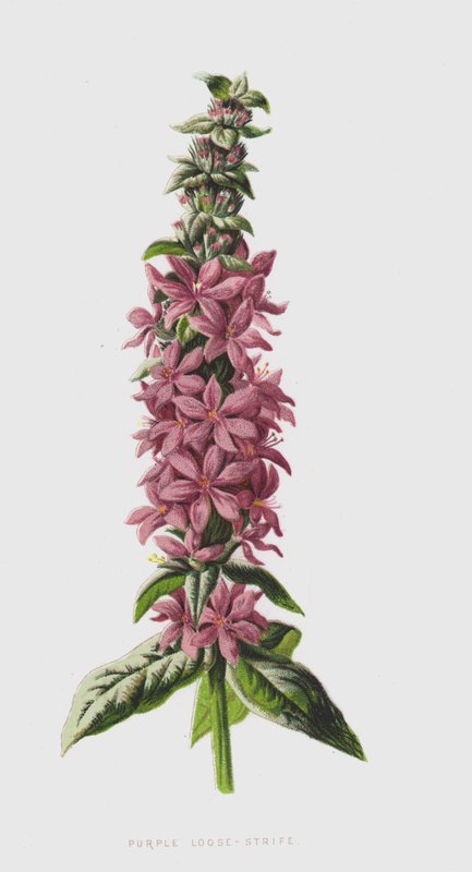 Salicaria de Frederick Edward Hulme