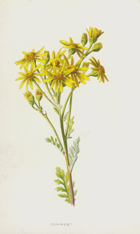 Hierba de Santiago de Frederick Edward Hulme