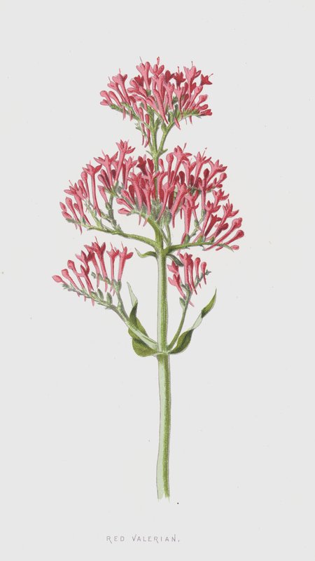 Valeriana Roja de Frederick Edward Hulme