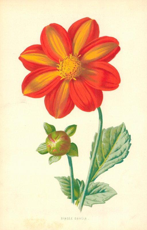Dalia solitaria de Frederick Edward Hulme