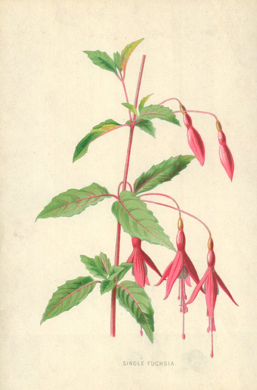 Fucsia solitaria de Frederick Edward Hulme