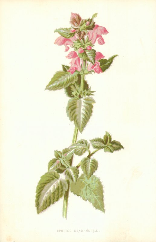 Ortiga muerta manchada de Frederick Edward Hulme