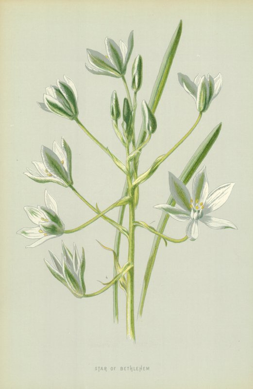 Estrella de Belén de Frederick Edward Hulme