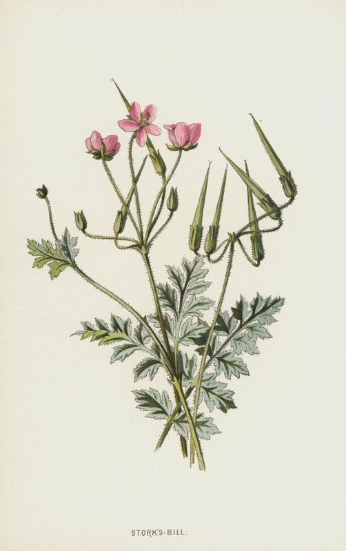 Geranio de los prados de Frederick Edward Hulme