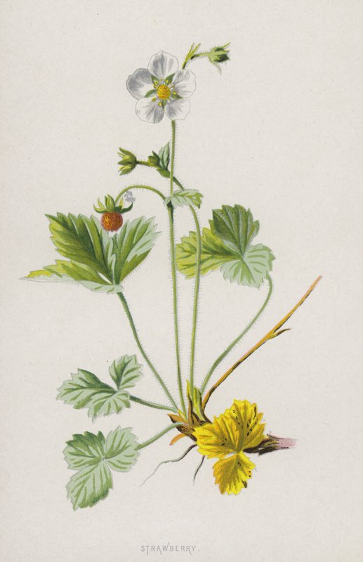 Fresa de Frederick Edward Hulme