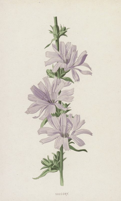 Achicoria de Frederick Edward Hulme
