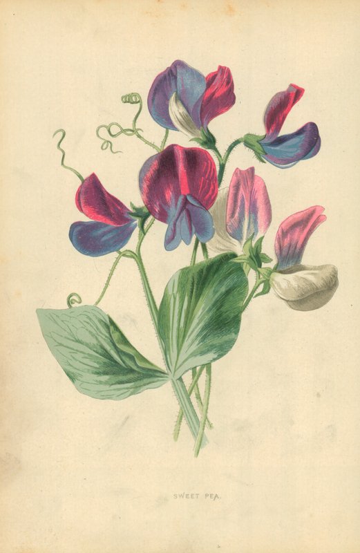 Guisante de olor de Frederick Edward Hulme