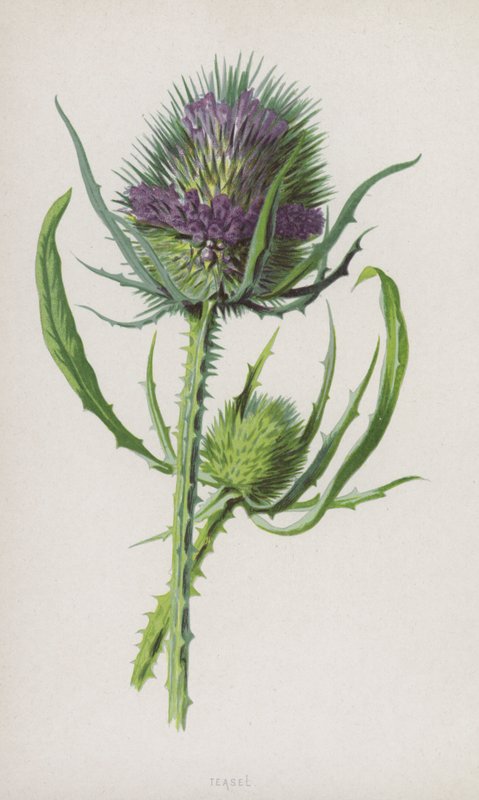 Cardencha de Frederick Edward Hulme